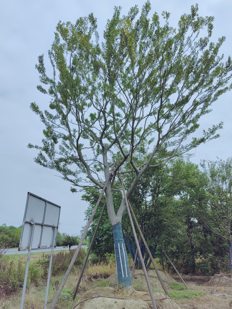 假植单杆朴树18-30大量供应，大规格也有