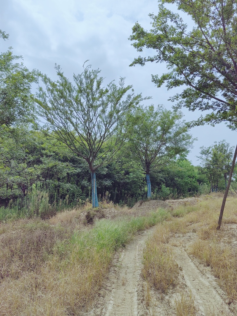 假植单杆朴树18-30大量供应，大规格也有
