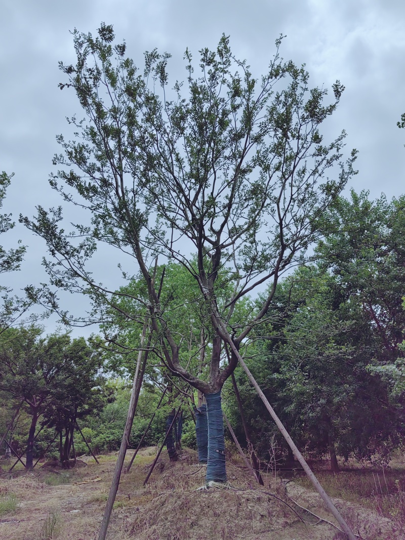 假植单杆朴树18-30大量供应，大规格也有