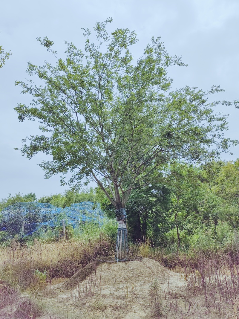 假植单杆朴树18-30大量供应，大规格也有