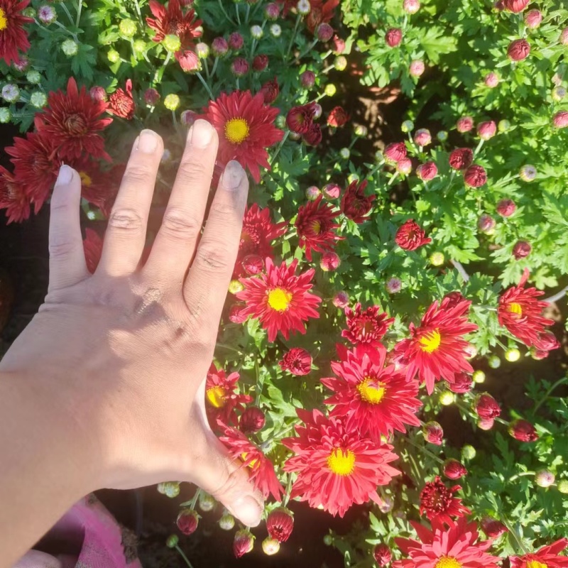 国庆菊-国庆喜庆花，基地种植基地直发