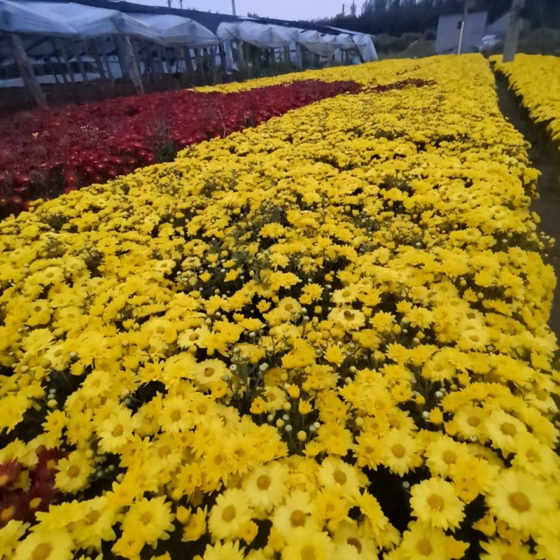 国庆菊-国庆喜庆花，基地种植基地直发