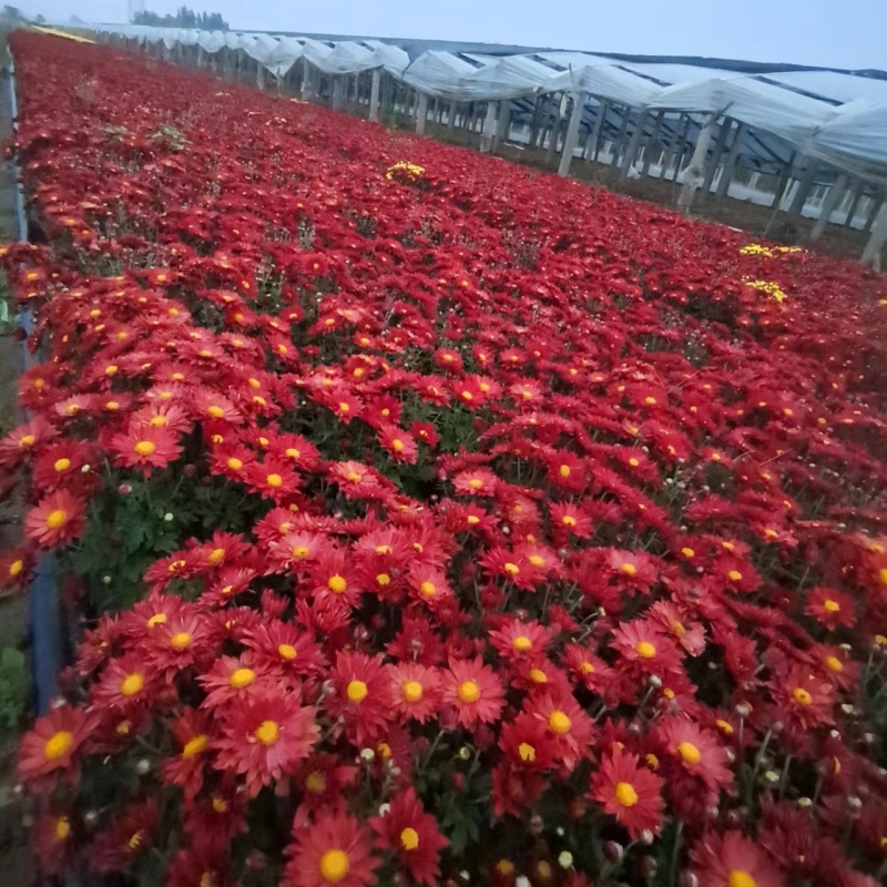 国庆菊-国庆喜庆花，基地种植基地直发