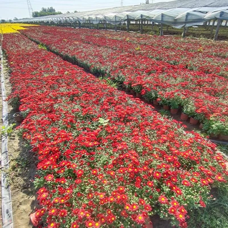国庆菊-国庆喜庆花，基地种植基地直发