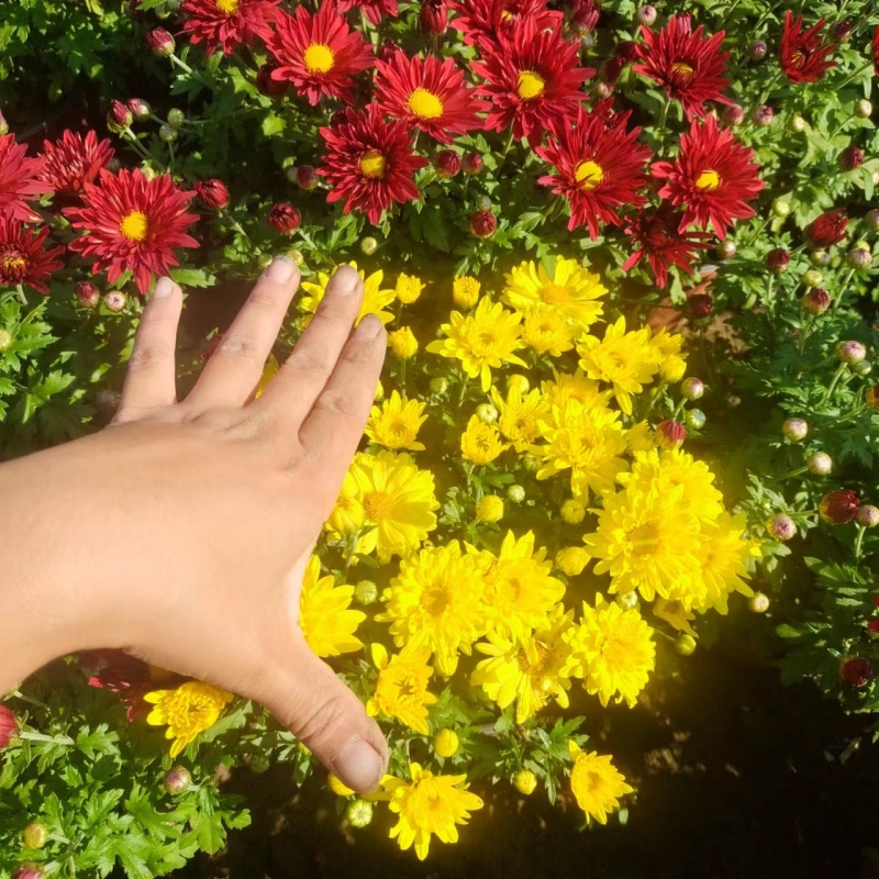 国庆菊-国庆喜庆花，基地种植基地直发