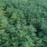 国庆菊-国庆喜庆花，基地种植基地直发