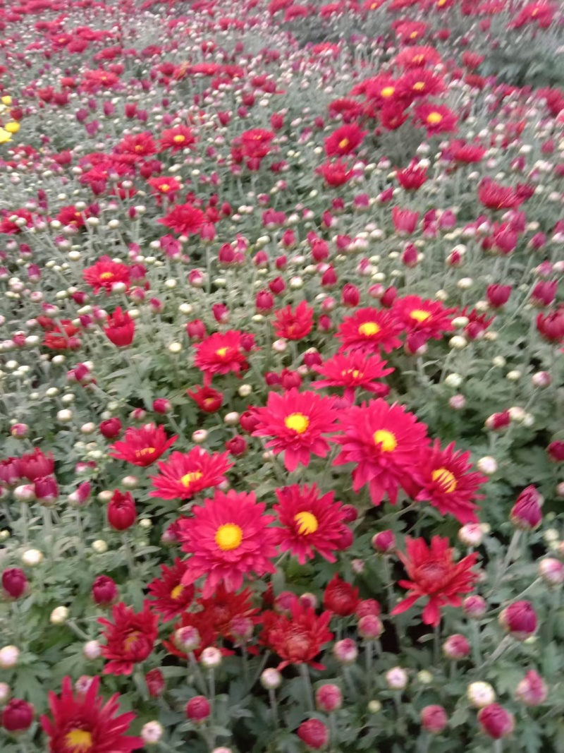 国庆菊-国庆喜庆花，基地种植基地直发