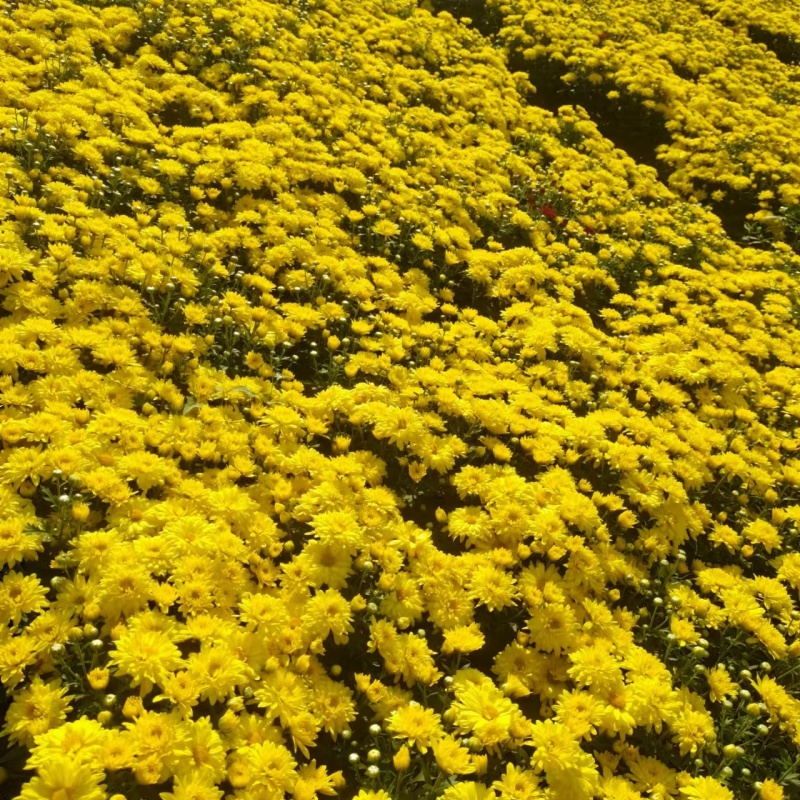 国庆菊-国庆喜庆花，基地种植基地直发