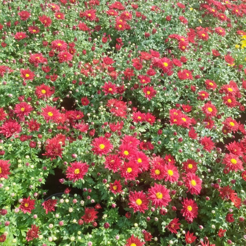 国庆菊-国庆喜庆花，基地种植基地直发