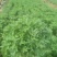 国庆菊-国庆喜庆花，基地种植基地直发