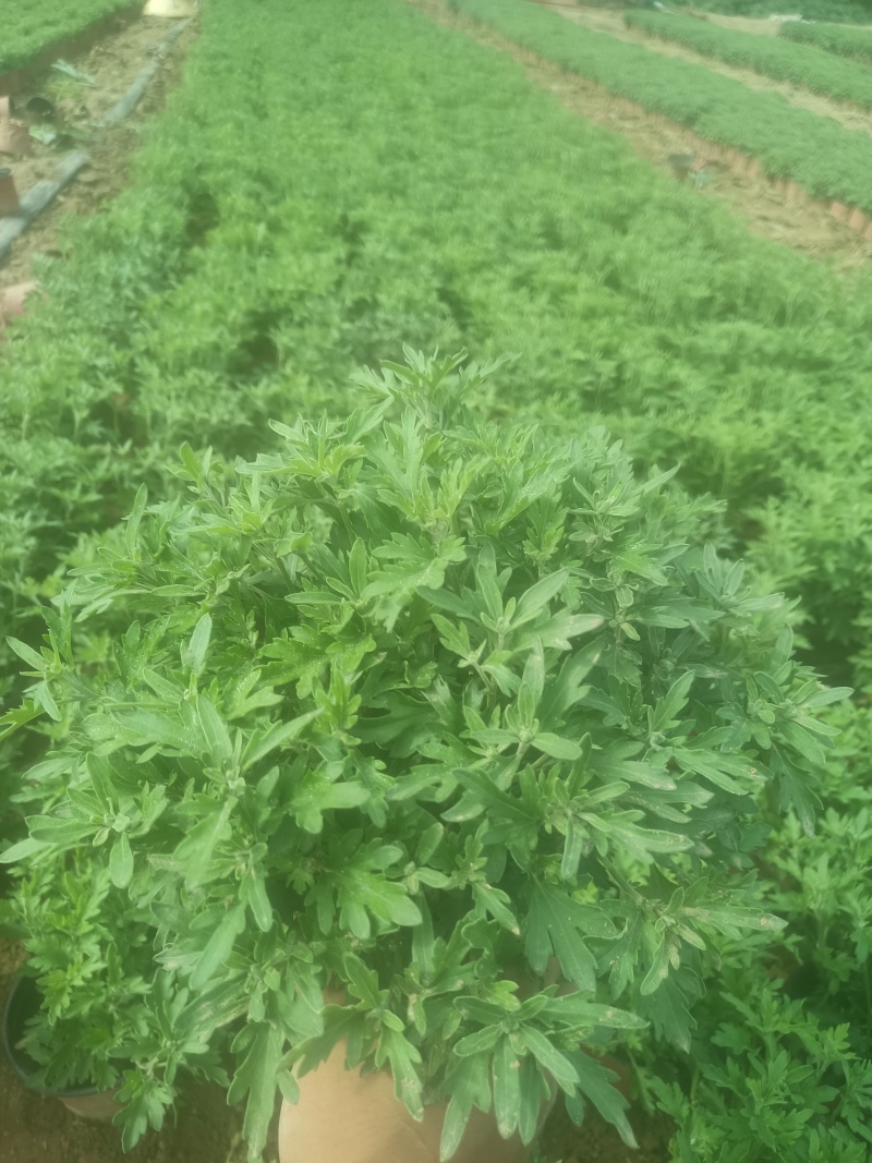 国庆菊-国庆喜庆花，基地种植基地直发