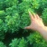 国庆菊-国庆喜庆花，基地种植基地直发