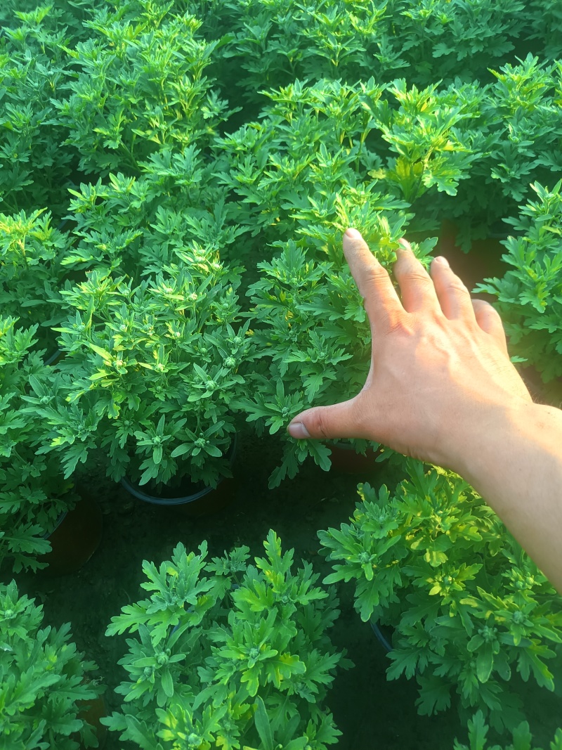 国庆菊-国庆喜庆花，基地种植基地直发