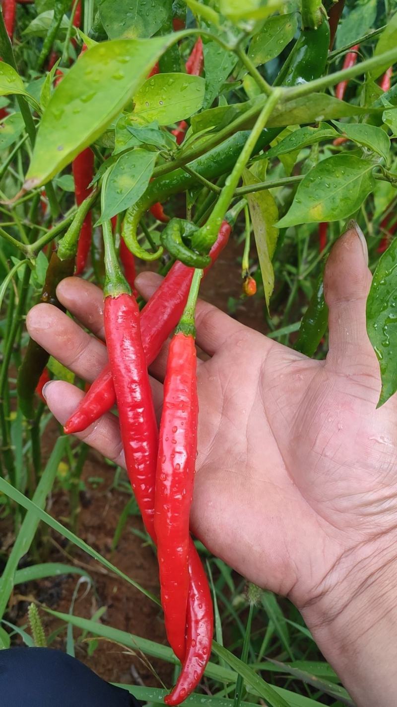 新鲜辣椒，青花椒