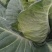 新鲜辣椒，青花椒
