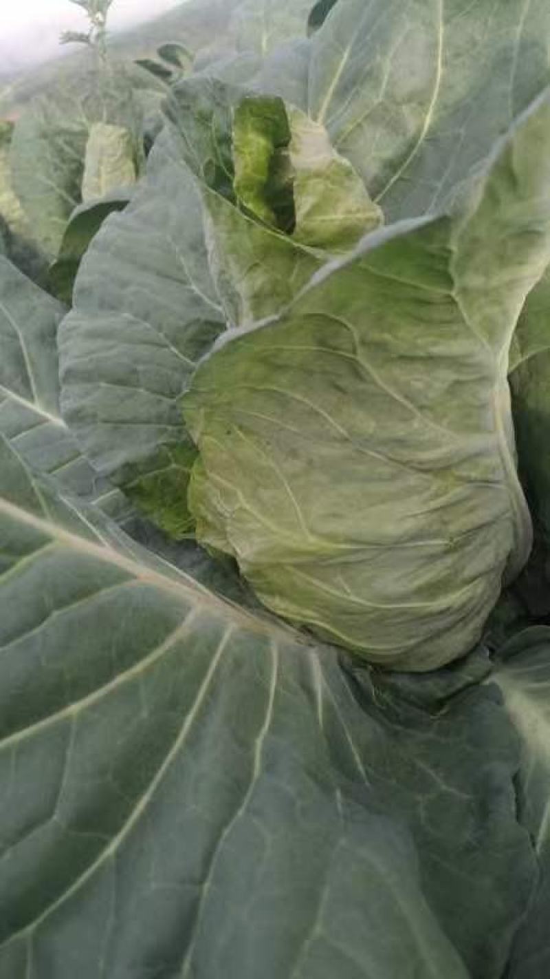 新鲜辣椒，青花椒