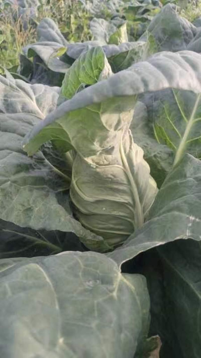 新鲜辣椒，青花椒