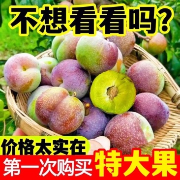四川正宗脆红李大量上市，长期稳定供货保质保量错过再等一年