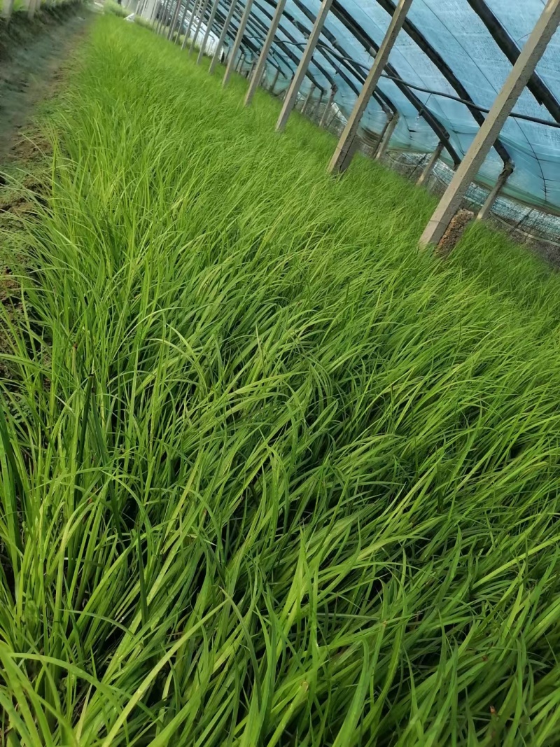 金叶石菖蒲提供技术指导多年老店保障品质