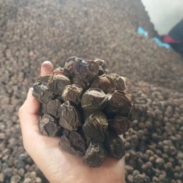 大理农户一手乌梅