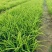 大花萱草青州基地直销保障品质对接全国市场