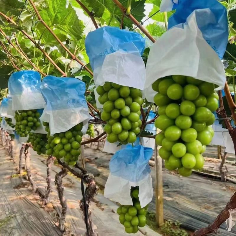 阳光玫瑰大量供应质量保证对接市场商超电商等