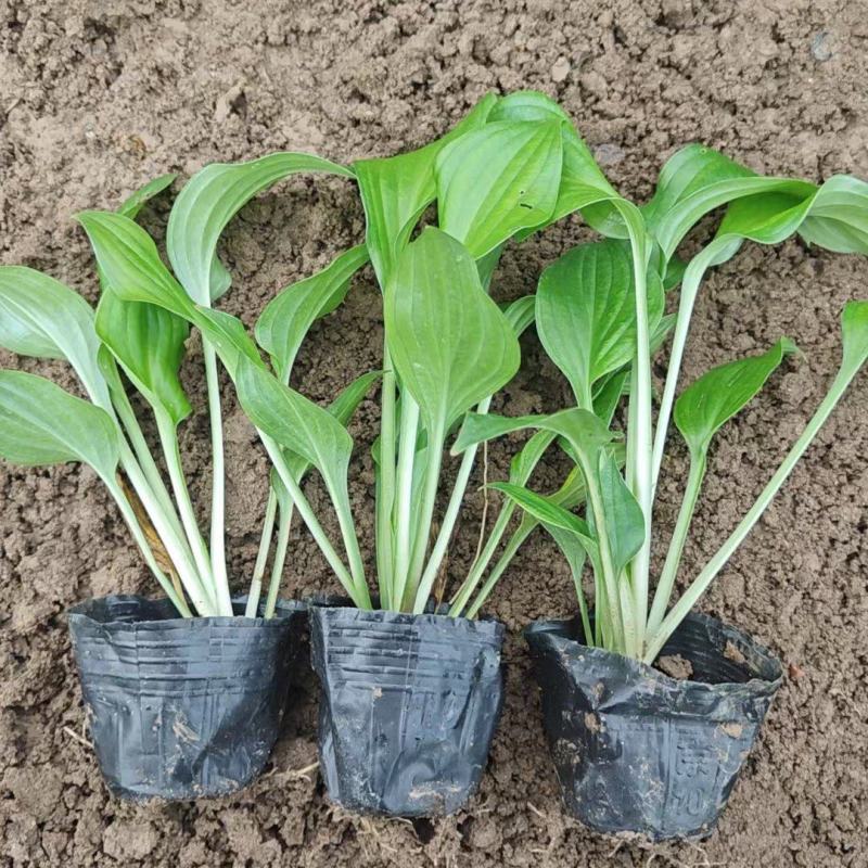 紫花玉簪玉簪种植基地量大从优提供技术指导