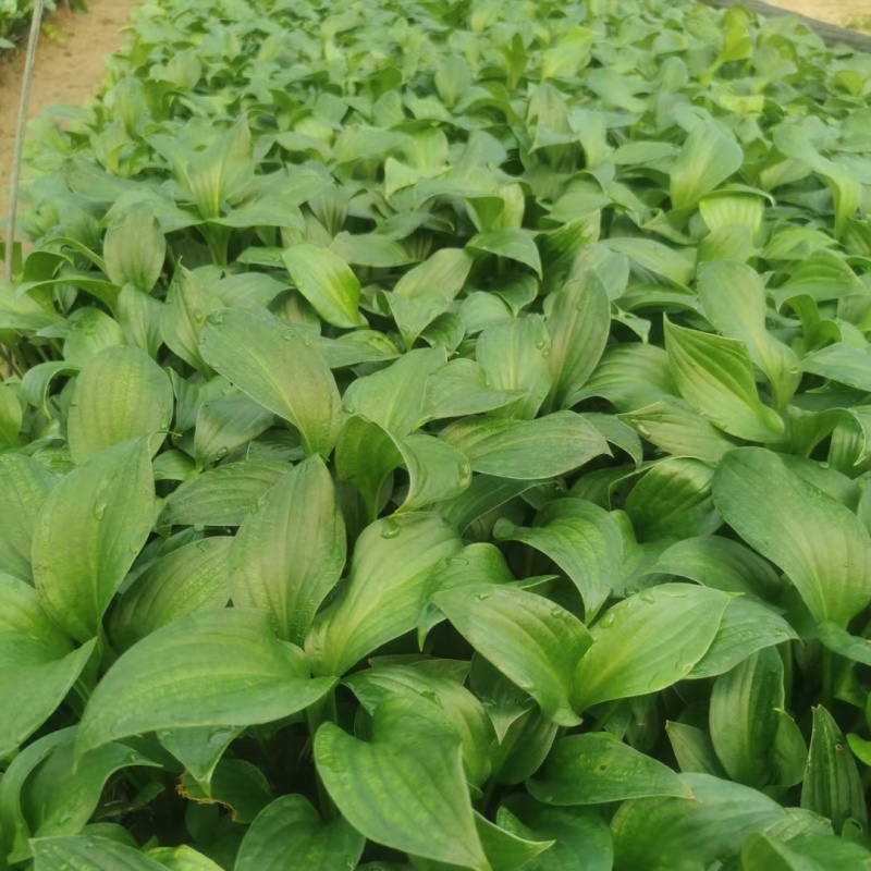 紫花玉簪玉簪种植基地量大从优提供技术指导