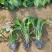 紫花玉簪玉簪种植基地量大从优提供技术指导
