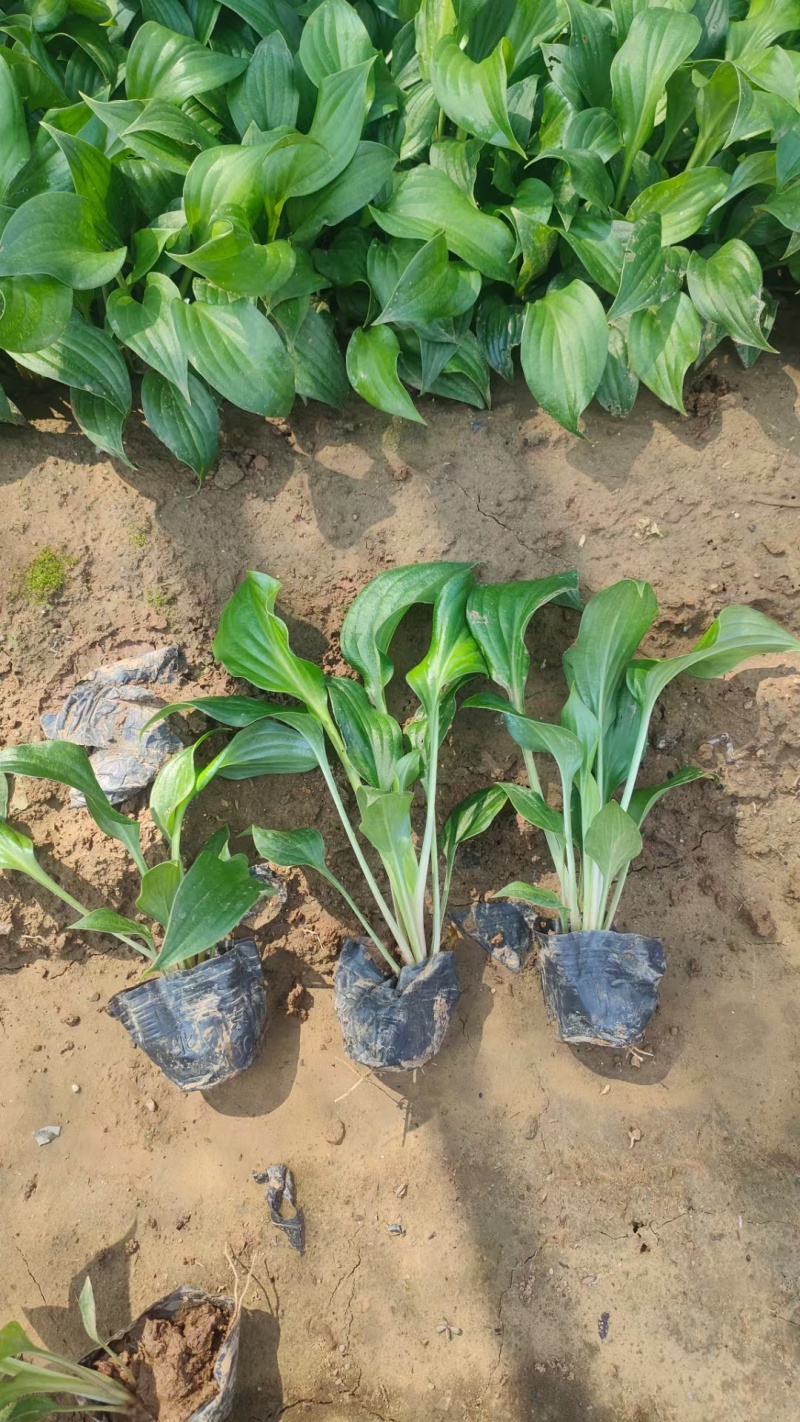 紫花玉簪玉簪种植基地量大从优提供技术指导