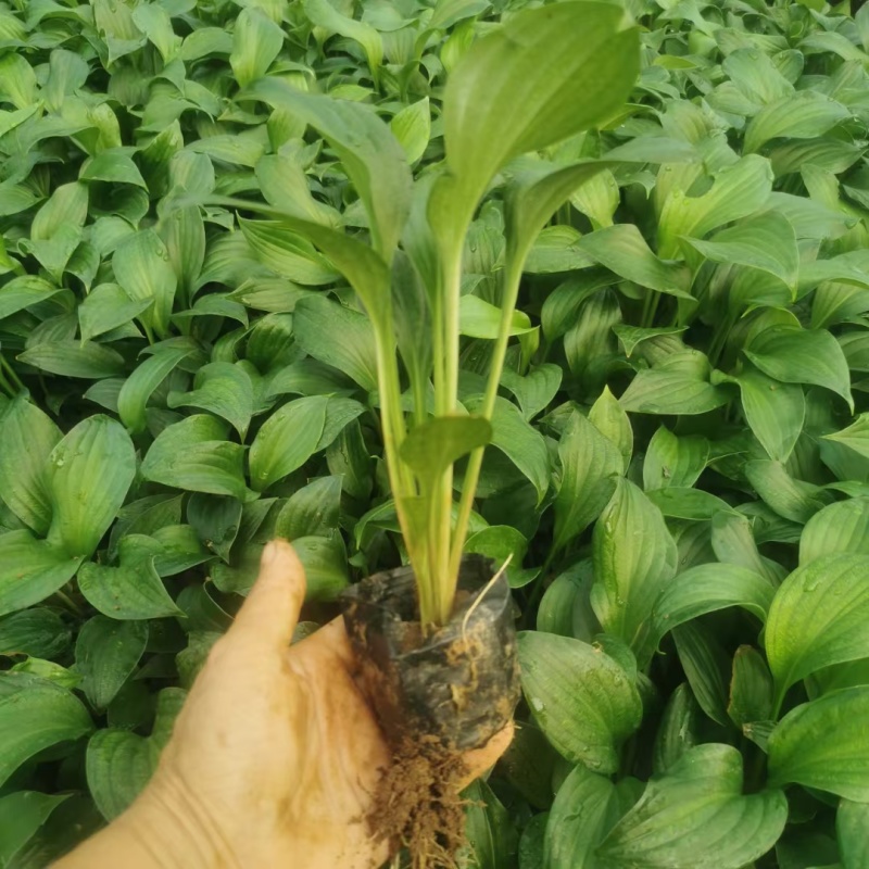 紫花玉簪玉簪种植基地量大从优提供技术指导