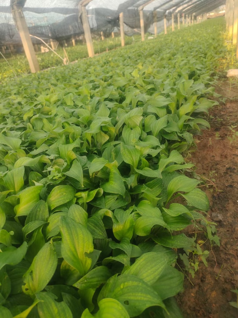 紫花玉簪玉簪种植基地量大从优提供技术指导