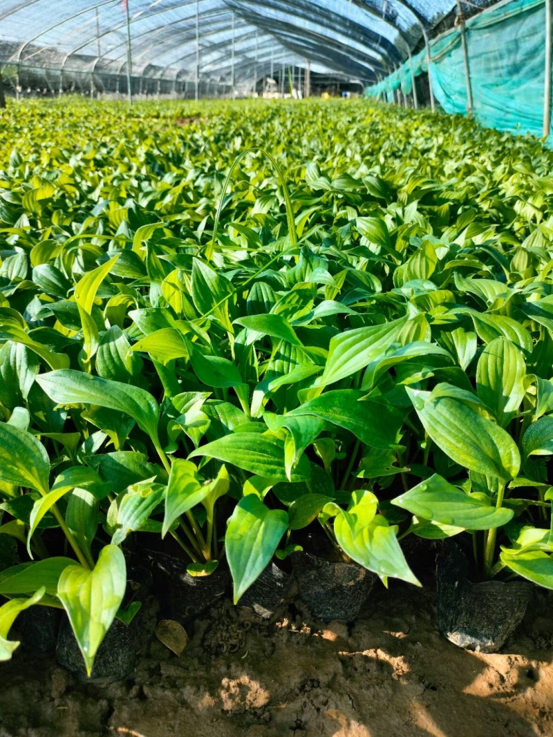 紫花玉簪玉簪种植基地量大从优提供技术指导