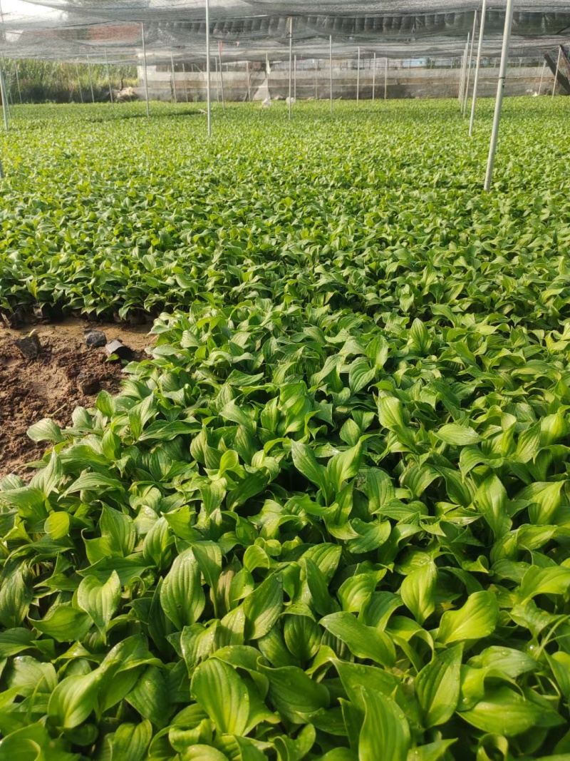 紫花玉簪玉簪种植基地量大从优提供技术指导