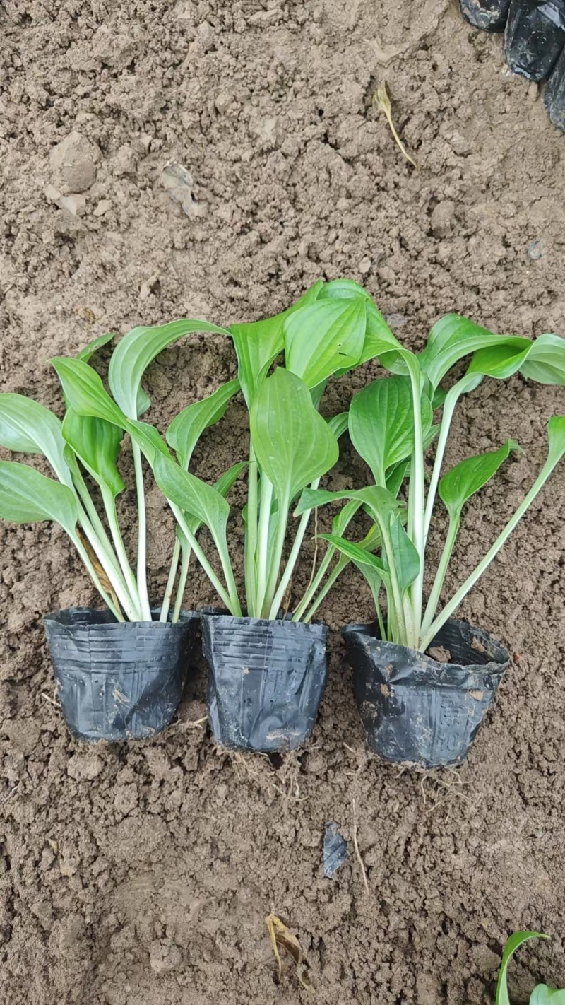 紫花玉簪玉簪种植基地量大从优提供技术指导