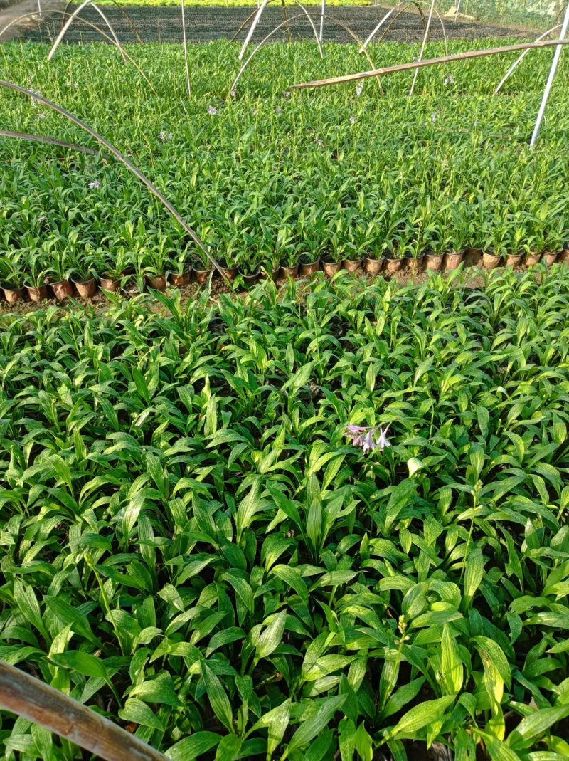 紫花玉簪玉簪种植基地量大从优提供技术指导