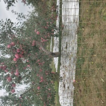 高原红富士苹果庆阳苹果