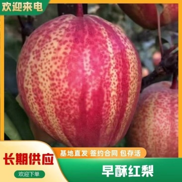 精品早酥红梨苗基地发货一手货源现挖现发提供三包服务！