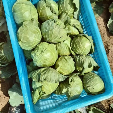 虫眼无公甘蓝有货，上车价格每斤0.3元，有要的速联系