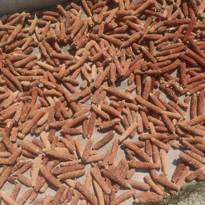 今年玉米芯包谷棒子新货农家干货手工材料蘑菇种植原料