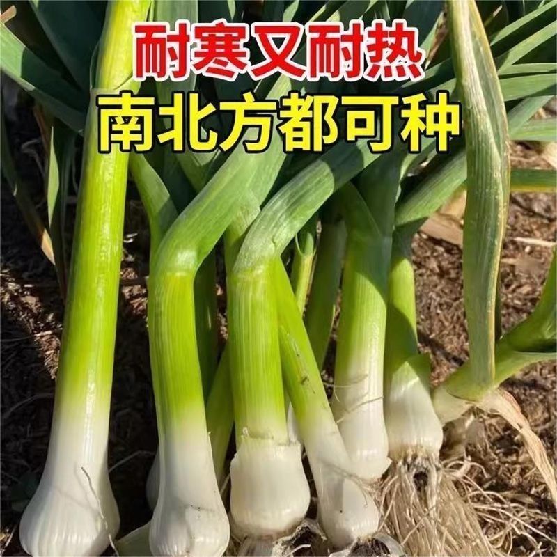 宽叶蒜苗种子四季速生味浓蒜苗韭葱种籽菜园蔬菜