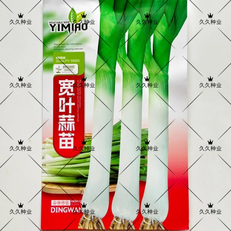 宽叶蒜苗种子四季速生味浓蒜苗韭葱种籽菜园蔬菜