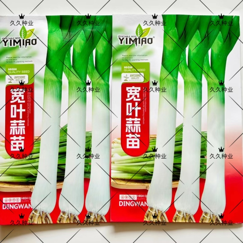 宽叶蒜苗种子四季速生味浓蒜苗韭葱种籽菜园蔬菜