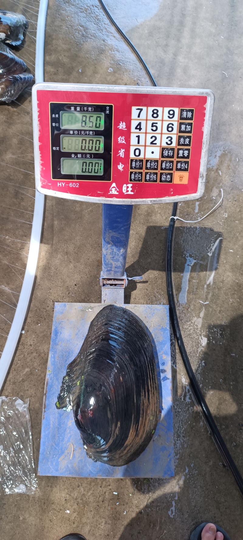魅丽珠城蚌埠，特色水产品，河蚌当天下午上岸，当天下午发货
