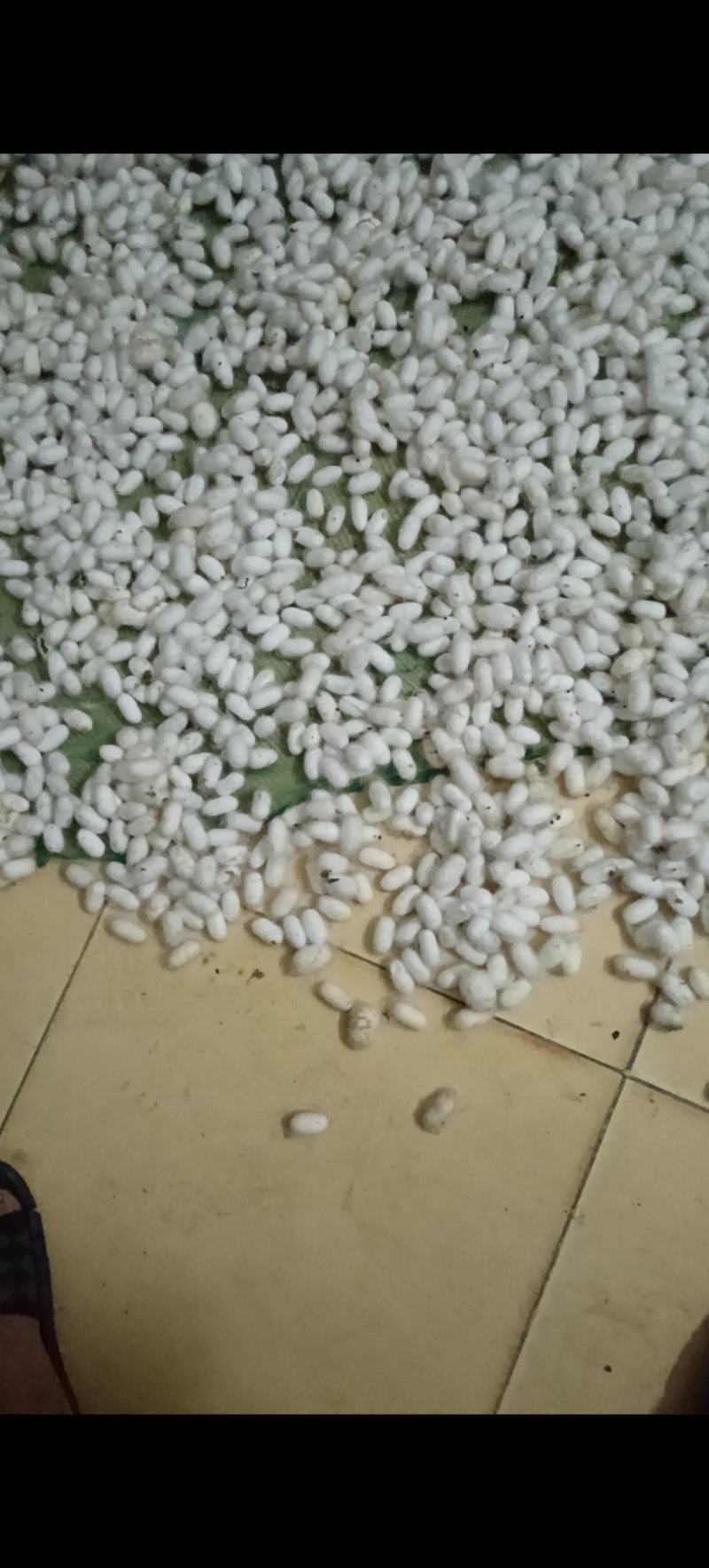烘干蚕茧，只只单个通透，精选好茧