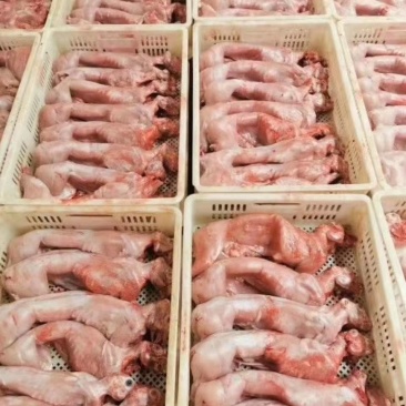 新鲜兔肉白条兔猫狗宠物饲料高蛋白低脂肪品质保证量大从优