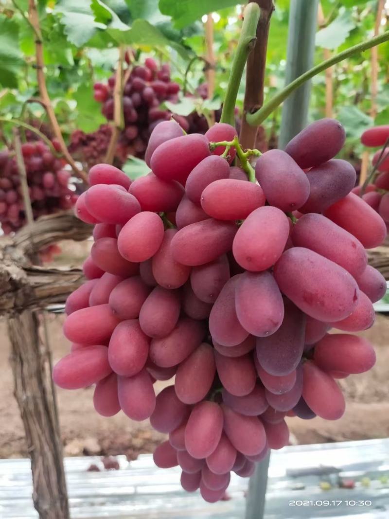 红提批发量大价优