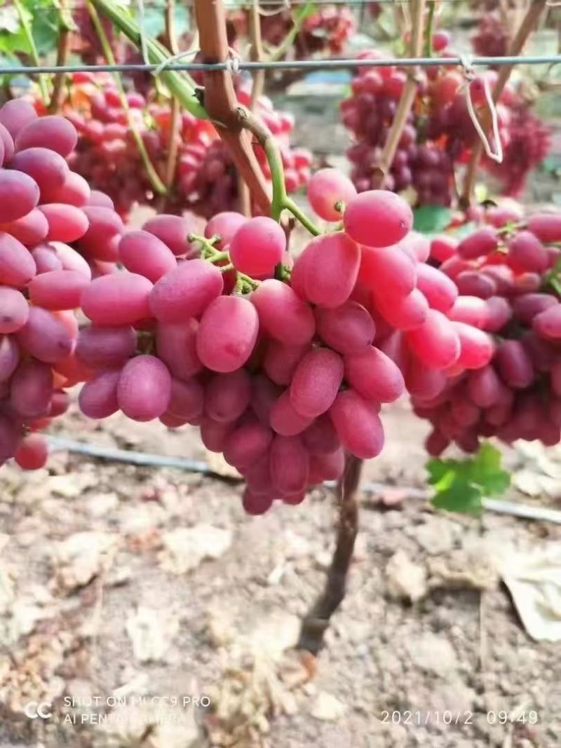 红提批发量大价优