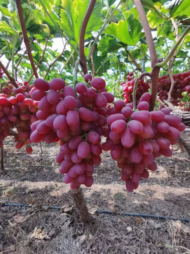 红提批发量大价优
