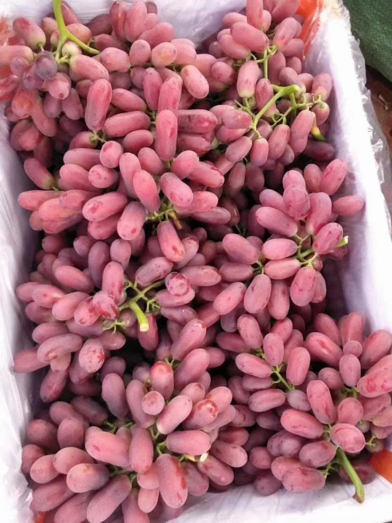 红提批发量大价优